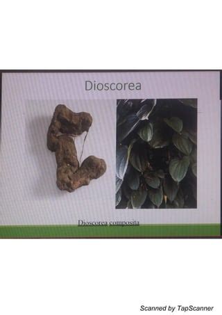 Dioscora (85) .